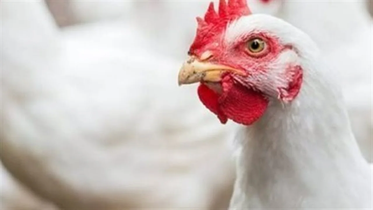 مؤشر الأسعار.. تحديث يومي لتكلفة الكيلو في بورصة الدواجن المحلية بالأسواق